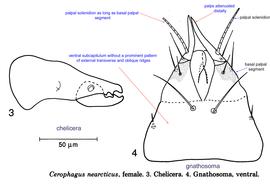  Fig. 11.  Cerophagus nearcticus  female chelicera (lateral view) and gnathosoma (ventral view); drawing by Barry OConnor, University of Michigan. 