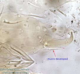  Fig. 11.  Melichares agilis  female chelicera, lateral view. 