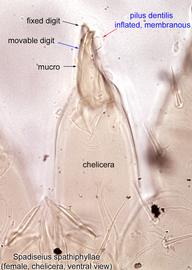  Fig. 11.  Spadiseius spathiphyllae  paratype female chelicera, ventral view. 