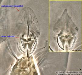  Fig. 11.  Stevelus amiculus  holotype female ambulacrum I, dorsal view. Ventral view shown in inset. 
