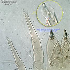  Fig. 11.  Tyrophagus putrescentiae  neotype male legs I-II, ventral view. 