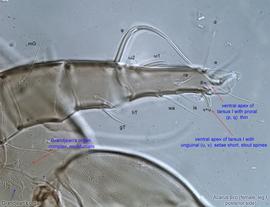  Fig. 12.  Acarus siro  female leg I, posterior side. 