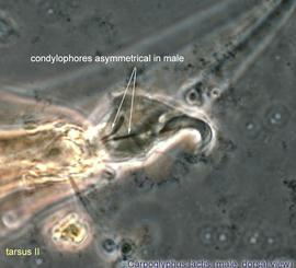  Fig. 12.  Carpoglyphus lactis  male pretarsus II, lateral view. 