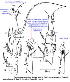  Fig. 12.  Cerophagus nearcticus  female legs I-II; drawing by Barry OConnor, University of Michigan. 