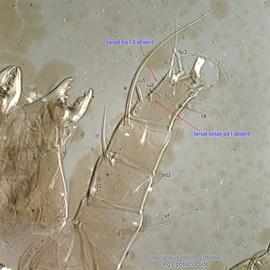  Fig. 12.  Lasioacarus nidicolus  female leg I, posterior side. 