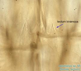  Fig. 12.  Lasioseius  sp. female anterodorsal gnathosoma showing tectum. 