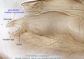  Fig. 12.  Proctolaelaps   longisetosus  female chelicera, lateral view showing external side. 