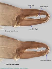  Fig. 12.  Stratiolaelaps  sp. male chelicera, lateral view. 