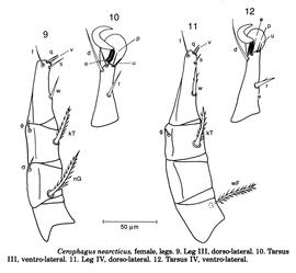  Fig. 13.  Cerophagus nearcticus  female legs III-IV; drawing by Barry OConnor, University of Michigan. 