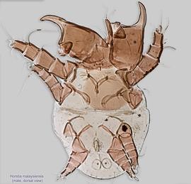  Fig. 13.  Horstia malaysiensis  male, dorsal view. 