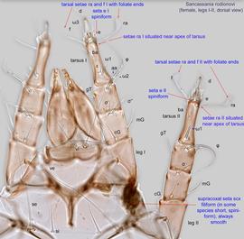  Fig. 13.  Sancassania rodionovi  female legs I-II, dorsal view. 