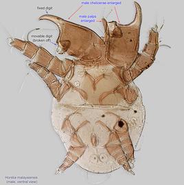  Fig. 14.  Horstia malaysiensis  male, ventral view. 