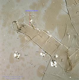  Fig. 14.  Lasioacarus nidicolus  female leg II, posterior side. 