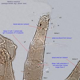  Fig. 14.  Medeus vesparius  paratype female leg I, dorsal view. 