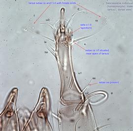  Fig. 14.  Sancassania rodionovi  homeomorphic male tarsus I. dorsal view. 