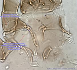  Fig. 15.  Horstia malaysiensis  female prodorsum. 