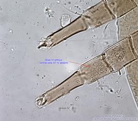  Fig. 15.  Medeus vesparius  paratype female legs III-IV, ventral view. 