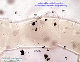  Fig. 15.  Spadiseius spathiphyllae  paratype female femur IV. 