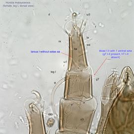  Fig. 16.  Horstia malaysiensis  female leg I, dorsal view. 