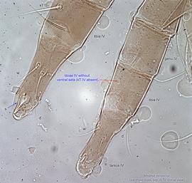  Fig. 16.  Medeus vesparius  paratype male legs III-IV, dorsal view. 