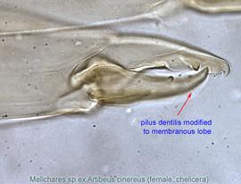  Fig. 16.  Melichares  sp. (ex  Artibeus cinereus ) female chelicera. 