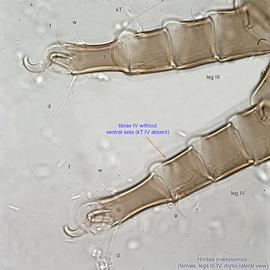  Fig. 17.  Horstia malaysiensis  female legs III-IV, dorso-lateral view. 
