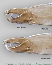  Fig. 17.  Hypoaspis  sp.n. (ex  Tetragonula pagdeni ) female chelicera. 