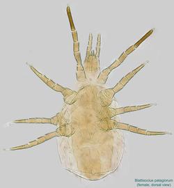  Fig. 18.  Blattisocius   patagiorum  female, dorsal view. 