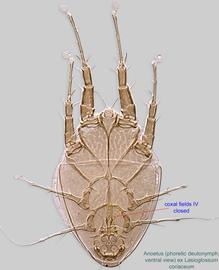 Fig. 2.  Anoetus  ex  Lasioglossum coriaceum  phoretic deutonymph, ventral view.