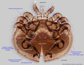  Fig. 2.  Varroa destructor  female, ventral view. 