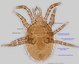  Fig. 2.  Pneumolaelaps  sp. (ex  Bombus crotchii;  CA) female, ventral view. 