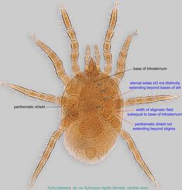  Fig. 2.  Xylocolaelaps  sp. (ex  Xylocopa nigrita ) female, ventral view. 