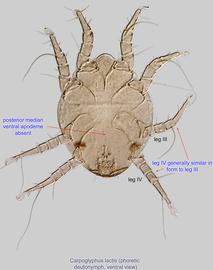  Fig. 2.  Carpoglyphus lactis  phoretic deutonymph, ventral view. 