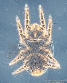  Fig. 2.  Cerophagopsis skorikovi  phoretic deutonymph, dorsal view; phase contrast. 