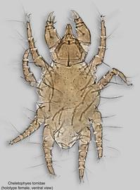  Fig. 2.  Cheletophyes torridae  holotype female, ventral view. 