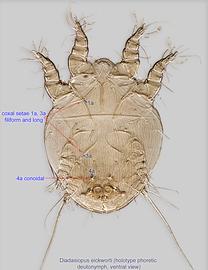  Fig. 2.  Diadasiopus eickworti  holotype phoretic deutonymph, ventral view. 