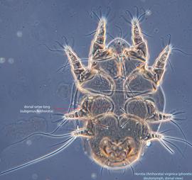  Fig. 2.  Horstia  ( Amhorstia )  virginica  phoretic deutonymph, dorsal view; phase contrast. 