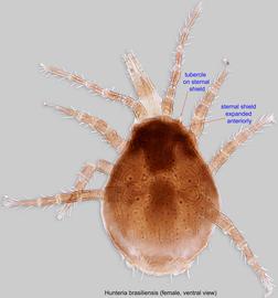  Fig. 2.  Hunteria brasiliensis  holotype female, ventral view. 