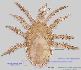  Fig. 2.  Hypoaspis  sp.n. (ex  Tetragonula pagdeni ) female, ventral view. 