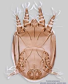  Fig. 2.  Kuzinia americana  phoretic deutonymph, ventral view. 