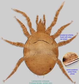  Fig. 2.  Laelaspoides ordwayae  holotype female, ventral view. 