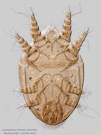  Fig. 2.  Lasioacarus morsei  phoretic deutonymph, ventral view. 