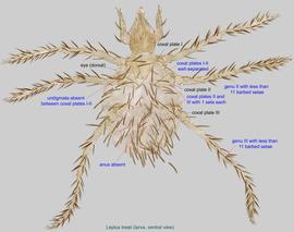  Fig. 2.  Leptus treati  larva, ventral view. 
