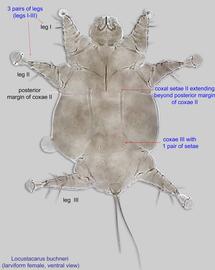  Fig. 2.  Locustacarus buchneri  larviform female, ventral view. 