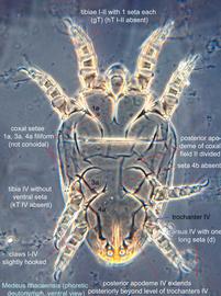  Fig. 2.  Medeus ithacaensis  paratype phoretic deutonymph, ventral view; phase contrast. 