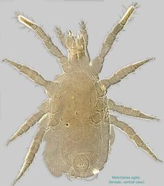  Fig. 2.  Melichares agilis  female, ventral view. 