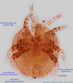  Fig. 2. Melittiphis alvearius  female, ventral view. 