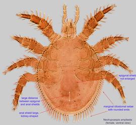 Fig. 2.  Neohypoaspis ampliseta  paratype female, ventral view. 