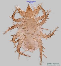  Fig. 2.  Nodele (Aztecocheyletus) conquistador  female, ventral view. 