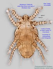  Fig. 2.  Parapygmephorus (Sicilipes) halictinis  female, ventral view. 